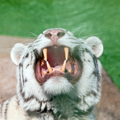 White tiger yawns and shows his beautiful powerful fangs.