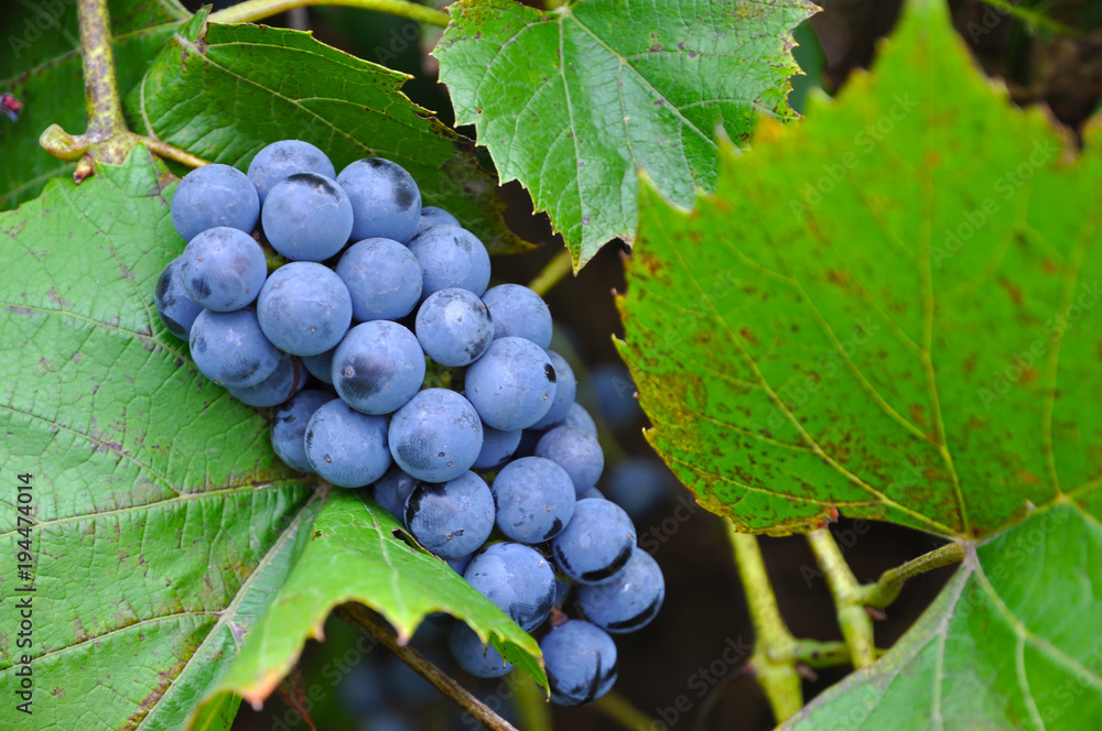 Wall mural ripe berries of isabella grapes on branches