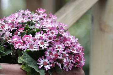 Colorful Cineraria Flowers by the Terrace
