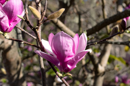 Pink Purple Magnolia Flower