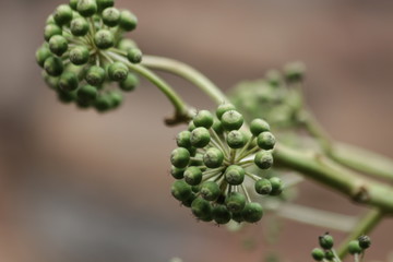 Budding Chinese angelica flower in the Garden
