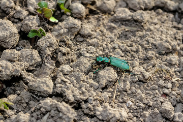 Sandlaufkäfer, Cicindela campestris