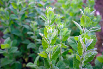green mint plant, peppermint growing in garden