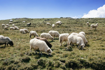 Fototapeta na wymiar A lot of sheep in mountains eating grass.