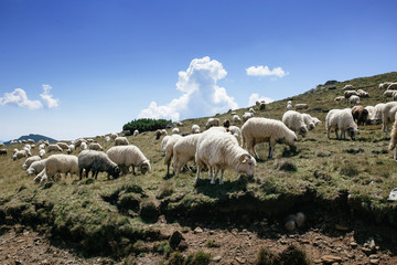 Obraz premium A lot of sheep in mountains eating grass.