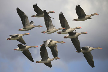 Graugans (Anser anser) Gruppe im Flug