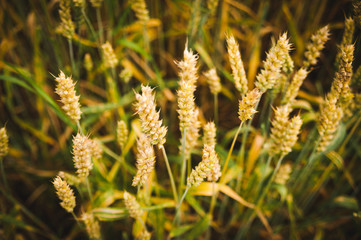 Wheat crops on a field in the fall.