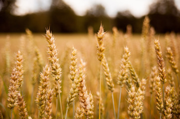 Obraz premium Golden yellow wheat crops on a field in September