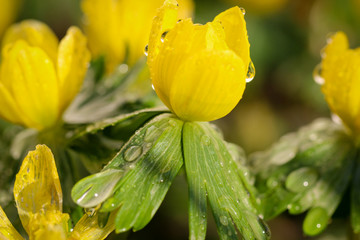 Winterling ( Eranthis hyemalis) 