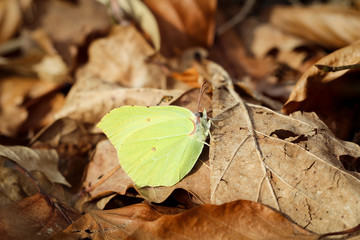 Zitronenfalter - Gonepteryx rhamni