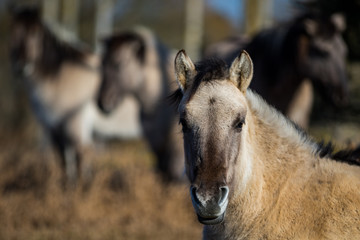 Konik / Equus caballus © Marc Scharping