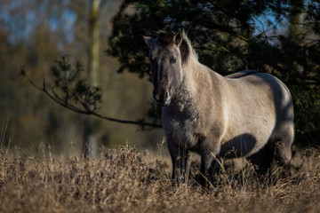 Obraz na płótnie Canvas Konik / Equus caballus