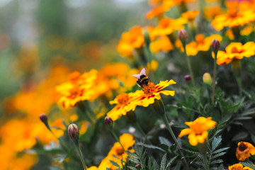 Colorful flowers in nature in a summer