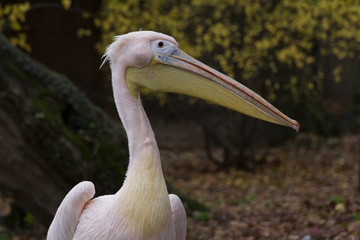 Great white pelican