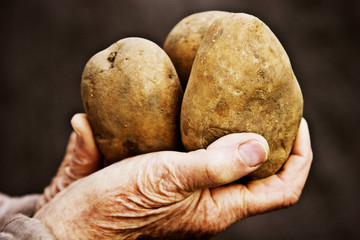 Potatoes in the wrinkled hands of the old grandmother on a dark background closeup