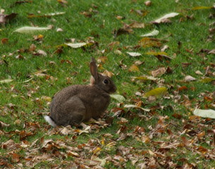Naklejka na ściany i meble Meister Lampe, Rabbite, auf Herbstwiese, gesehen in Mannheim in einer Parkanlage.