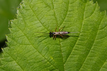 Schlupfwespe auf Blatt 