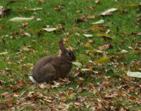 Meister Lampe, Rabbite, auf Herbstwiese, gesehen in Mannheim in einer Parkanlage.