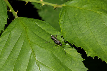 Schlupfwespe, Cratchneurom flavifrons