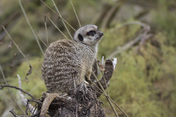 Meerkat or suricate