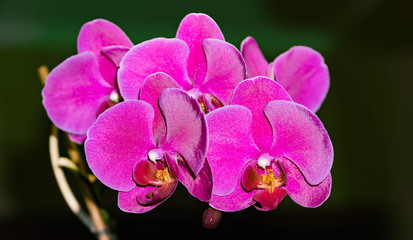 Orhid flowers on the black background queen fresh splash elegant exotic