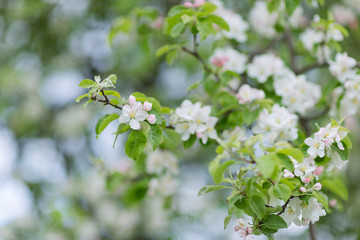 Blooming apple tree branch. Blurred background. Closeup, selective focus.