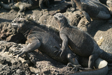  Marine Iguanas