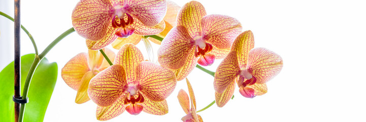 Nahaufnahme iner gelben Orchidee vor weißem Hintergrund