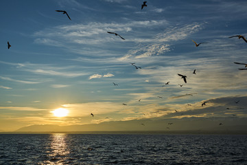 Fototapeta premium Oiseau couché de soleil