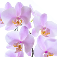 Fototapeta na wymiar Pinke Phalaenopsis Orchidee - Hintergrund