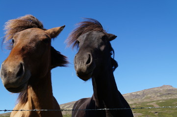 Horses in Iceland - 194478647