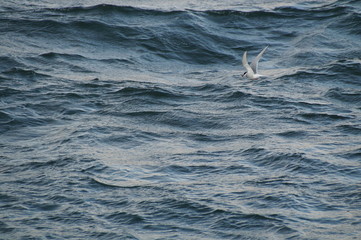 Gull in the sea - 194478654