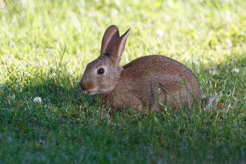 Search Photos Myxomatosis