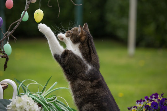 Katze am Osterstrau&szlig;