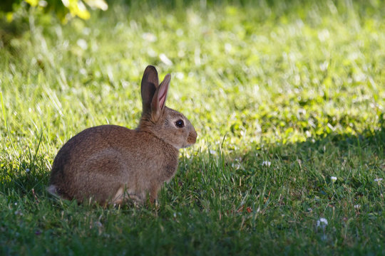 Wildkaninchen im Garten