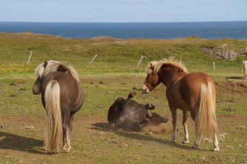 Horses in Iceland - 194478815
