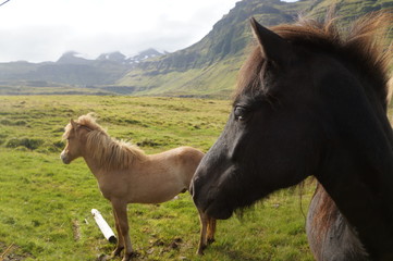 Horses on the field in Iceland - 194478855