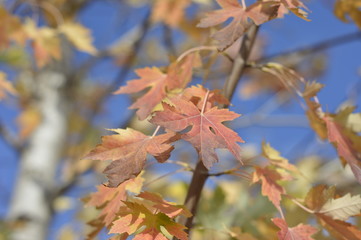 Maltepe sonbahar mevsimi