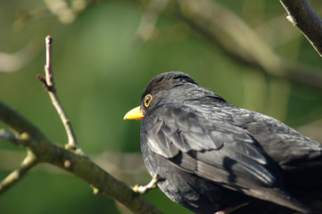 Amsel im Winter