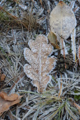 frost on the foliage