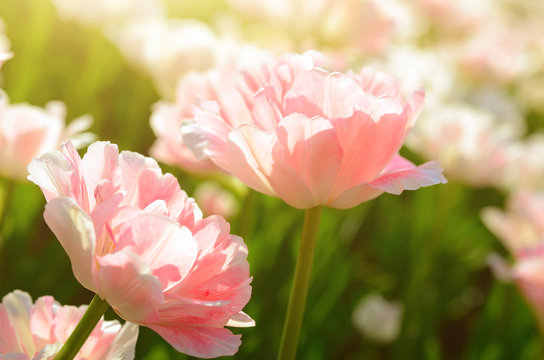 Light pink tulips filled with bright sunlight 2
