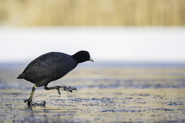 Coot / Fulica