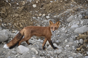 Fox in a wildlife at Kamchatka - 194480628