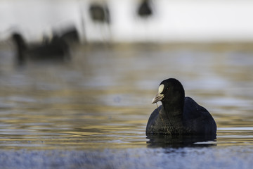 Coot / Fulica