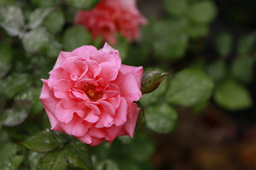Pink rose in full bloom against green foliage background