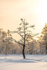 the charm of simple things