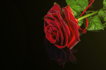 red rose on black background