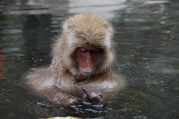 Monkey shows his middle finger