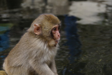 Pretty monkey - 194482439