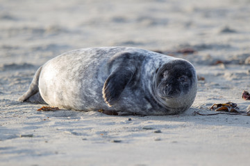 Grey seal (Halichoerus grypus)